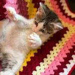 Kot do adopcji, Bełchatów, 5 lipca 2026