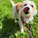 Jessica to 7-letnia, przemiła sunia, która wraz z trzema siostrami trafiła pod naszą opiekę po tym, jak ich dotychczasowy opiekun ciężko zachorował. Mimo że zmiana otoczenia była dla nich ogromnym cio