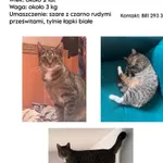 Zaginął kot, Łódź, 26 lipca 2026