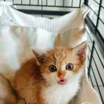 Kot do adopcji, Wrocław, 25 lipca 2026