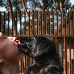 Pies do adopcji, Milanówek, 26 lipca 2026