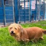 Tosia to 6-letnia, filigranowa suczka, która trafiła do schroniska razem ze swoimi trzema siostrami. Ich dotychczasowy opiekun ciężko zachorował i nie mógł dłużej się nimi zajmować. Utrata ukochanego 