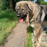 Baloo