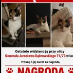 Zaginął kot, Łódź, 26 lipca 2026