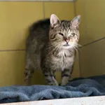 Kot do adopcji, Wrocław, 5 lutego 2026