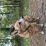 Sunia znaleziona dziś (27 lipca), koło godziny 16:00 -  ulicy Okólna w Łodzi. Wbiegała pod samochody, mogło skończyć się wypadkiem. Niestety nie posiada chipa - sprawdzone w zaprzyjaźnionej przychodni