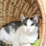 Kot do adopcji, Wrocław, 27 marca 2026
