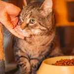 Kot do adopcji, Milanówek, 27 lipca 2026