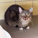 Kot do adopcji, Wrocław, 15 czerwca 2026