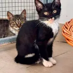 Kot do adopcji, Piła, 13 czerwca 2026
