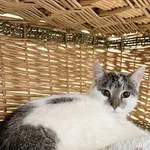 Kot do adopcji, Wrocław, 18 lipca 2026