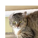 Kot do adopcji, Wrocław, 13 lipca 2026