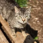 Kot do adopcji, Wrocław, 29 maja 2026