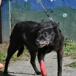 Pies do adopcji, Nowy Dwór Mazowiecki, 29 lipca 2026
