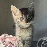 Kot do adopcji, Chełmek, 14 lipca 2026