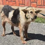 Pies do adopcji, Ropczyce, 29 lipca 2026