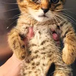 Kot do adopcji, Racławice, 27 lipca 2026
