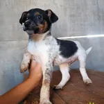 Pelo