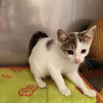 Kot do adopcji, Racławice, 24 lipca 2026