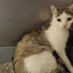 Kot do adopcji, Racławice, 27 lipca 2026