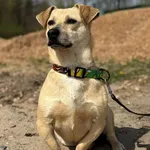 Pies do adopcji, Głowno, 28 lipca 2026