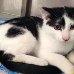 Kot do adopcji, Racławice, 23 lipca 2026