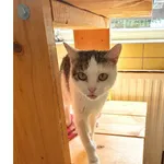 Kot do adopcji, Wrocław, 5 lutego 2026