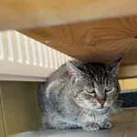 Kot do adopcji, Wrocław, 5 maja 2026