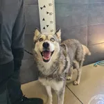 Przyjęty: 2026-07-28 Gmina: Osiek Płeć: Suka Opis: w typie husky, wilcze