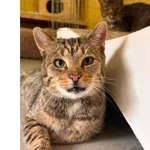 Kot do adopcji, Wrocław, 5 lutego 2026