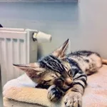 Kot do adopcji, Piła, 23 czerwca 2026