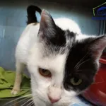 Pies do adopcji, Szczecin, 17 lipca 2026
