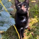 Kot do adopcji, Piła, 21 maja 2026