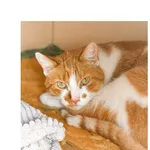 Kot do adopcji, Wrocław, 16 czerwca 2026