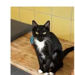 Kot do adopcji, Wrocław, 5 maja 2026