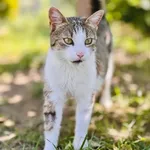 Kot do adopcji, Piła, 27 czerwca 2026