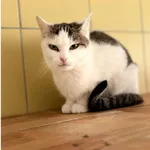 Kot do adopcji, Wrocław, 5 lutego 2026