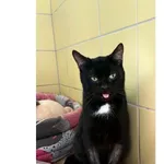 Kot do adopcji, Wrocław, 5 lutego 2026