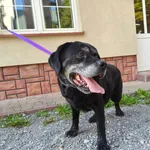 Pies do adopcji, Ropczyce, 31 lipca 2026