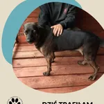 Aksa
