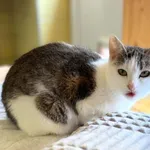Kot do adopcji, Wrocław, 5 lutego 2026