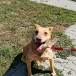 Pies do adopcji, Nowy Dwór Mazowiecki, 31 lipca 2026
