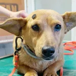 Pies do adopcji, Korabiewice, 31 lipca 2026