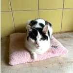 Kot do adopcji, Wrocław, 5 lutego 2026