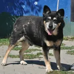 Pies do adopcji, Nowy Dwór Mazowiecki, 31 lipca 2026