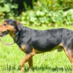 Pies do adopcji, Ropczyce, 30 lipca 2026