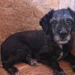Pies do adopcji, Racibórz, 1 lipca 2026