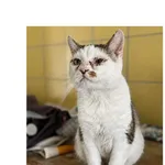 Kot do adopcji, Wrocław, 5 lutego 2026