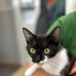 Kot do adopcji, Jelenia Góra, 29 czerwca 2026