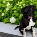 Chrumcio –dzielny wojownik gotowy do adopcji